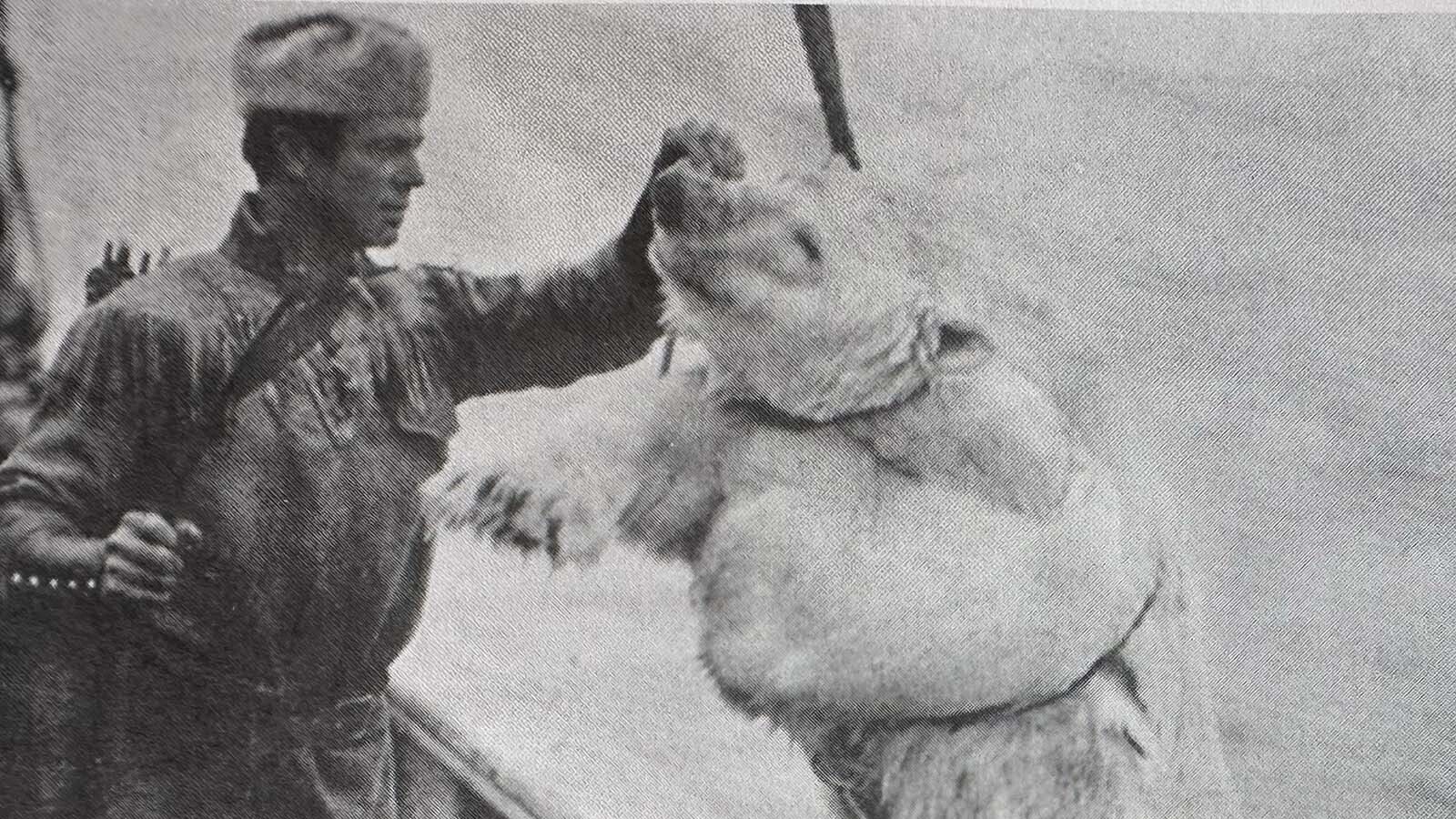 Art Young shot a mother polar bear with four arrows during the Putnam Greenland Expedition of 1926.