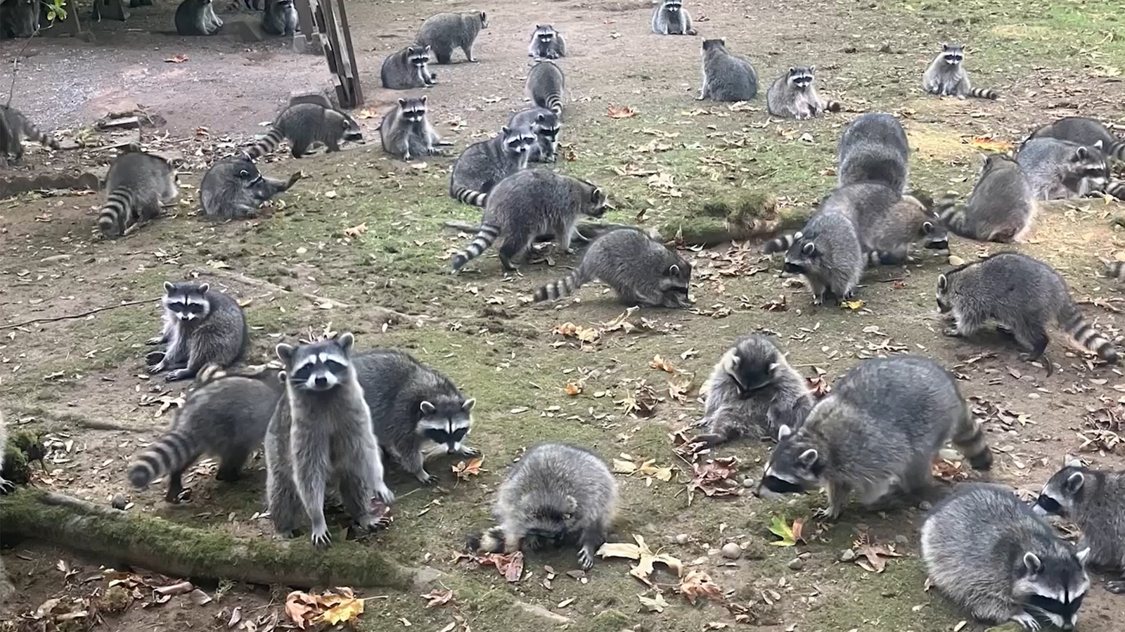 After 100 raccoons invaded a Washington woman’s property and drove her from her home, things could end badly for the raccoons. Wyoming wildlife experts say it’s a lesson on why you shouldn’t feed wild animals.