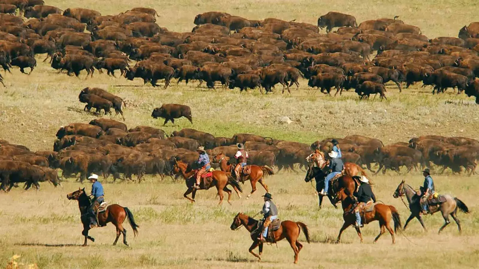 Every September, the park hosts its annual Buffalo Roundup, when riders on horseback gather the free-roaming bison scattered across the park and drive them into corrals. The South Dakota park plans to auction more than 600 bison this year, up from previous years due to drought conditions.