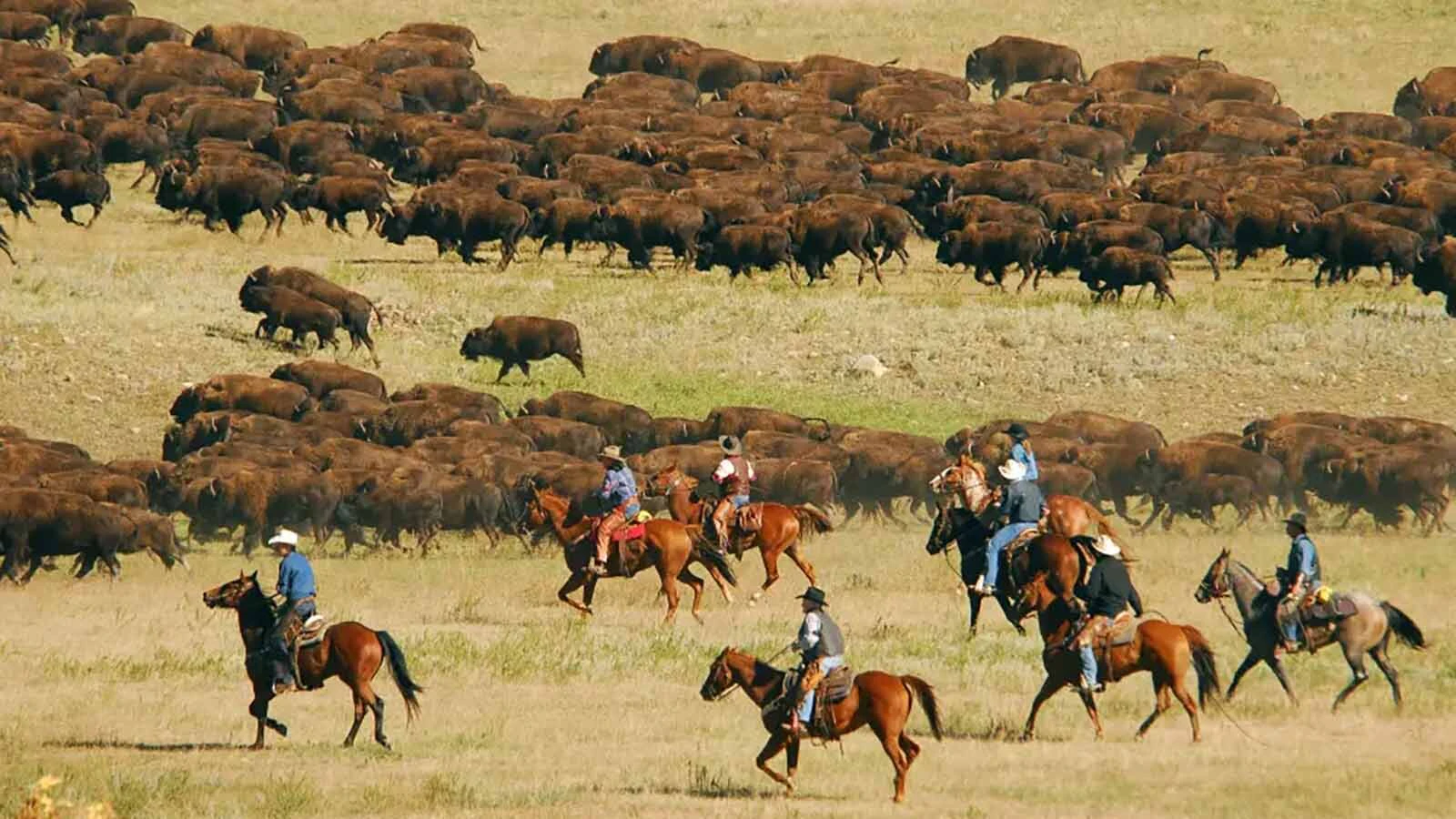 Every September, the park hosts its annual Buffalo Roundup, when riders on horseback gather the free-roaming bison scattered across the park and drive them into corrals. The South Dakota park plans to auction more than 600 bison this year, up from previous years due to drought conditions.