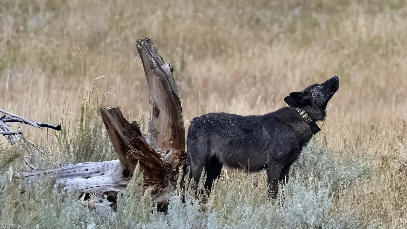 Fans of Wolf 1479F described the young female as a curious and active member of the Junction Butte Pack in Yellowstone National Park. She reportedly left the park and was legally killed by a hunter in Montana this month.