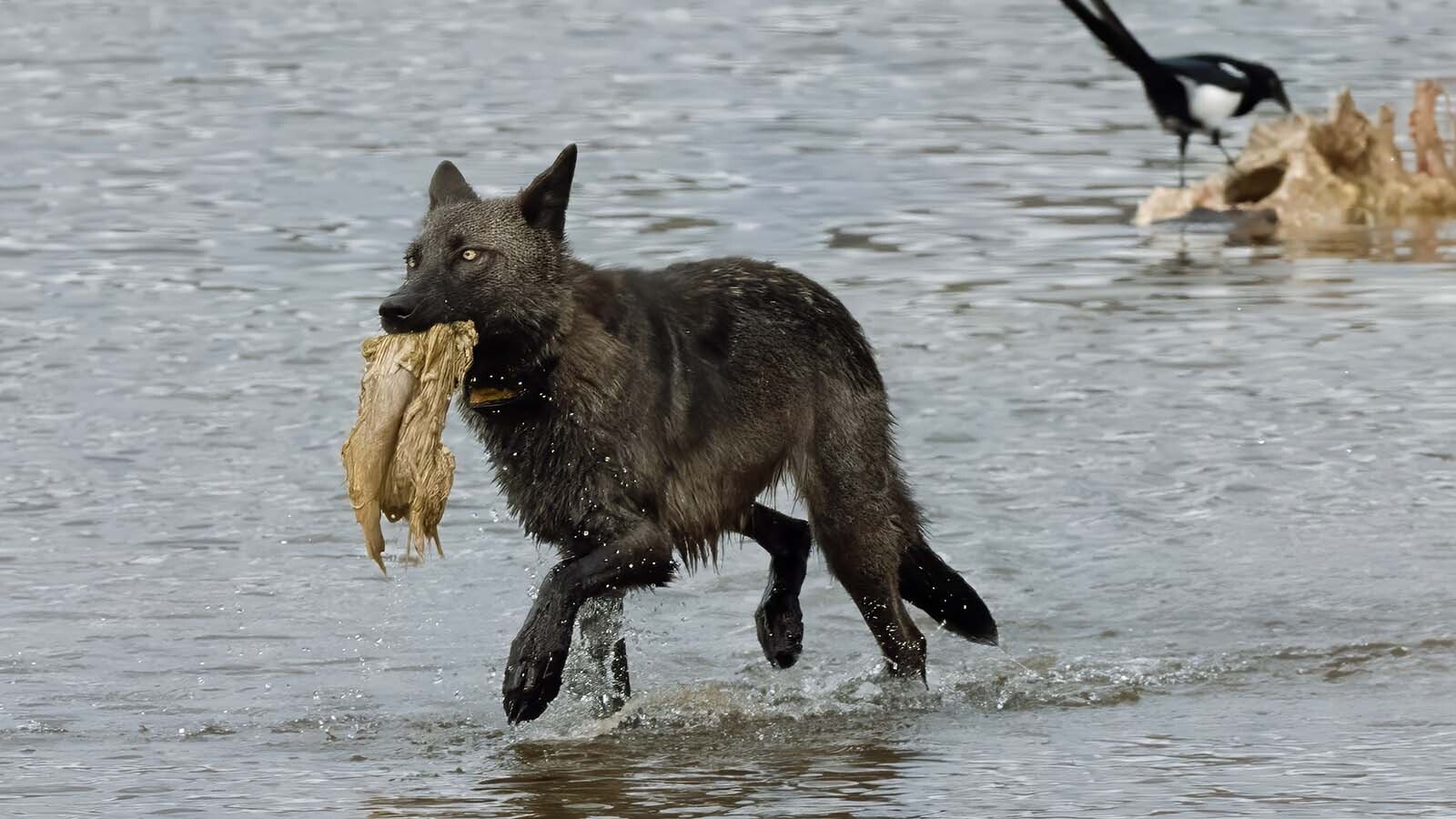 Fans of Wolf 1479F described the young female as a curious and active member of the Junction Butte Pack in Yellowstone National Park. She reportedly left the park and was legally killed by a hunter in Montana this month.