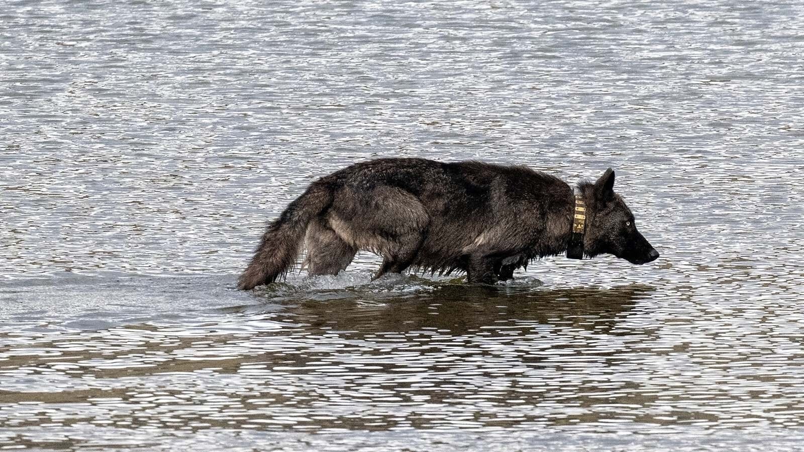 Fans of Wolf 1479F described the young female as a curious and active member of the Junction Butte Pack in Yellowstone National Park. She reportedly left the park and was legally killed by a hunter in Montana this month.