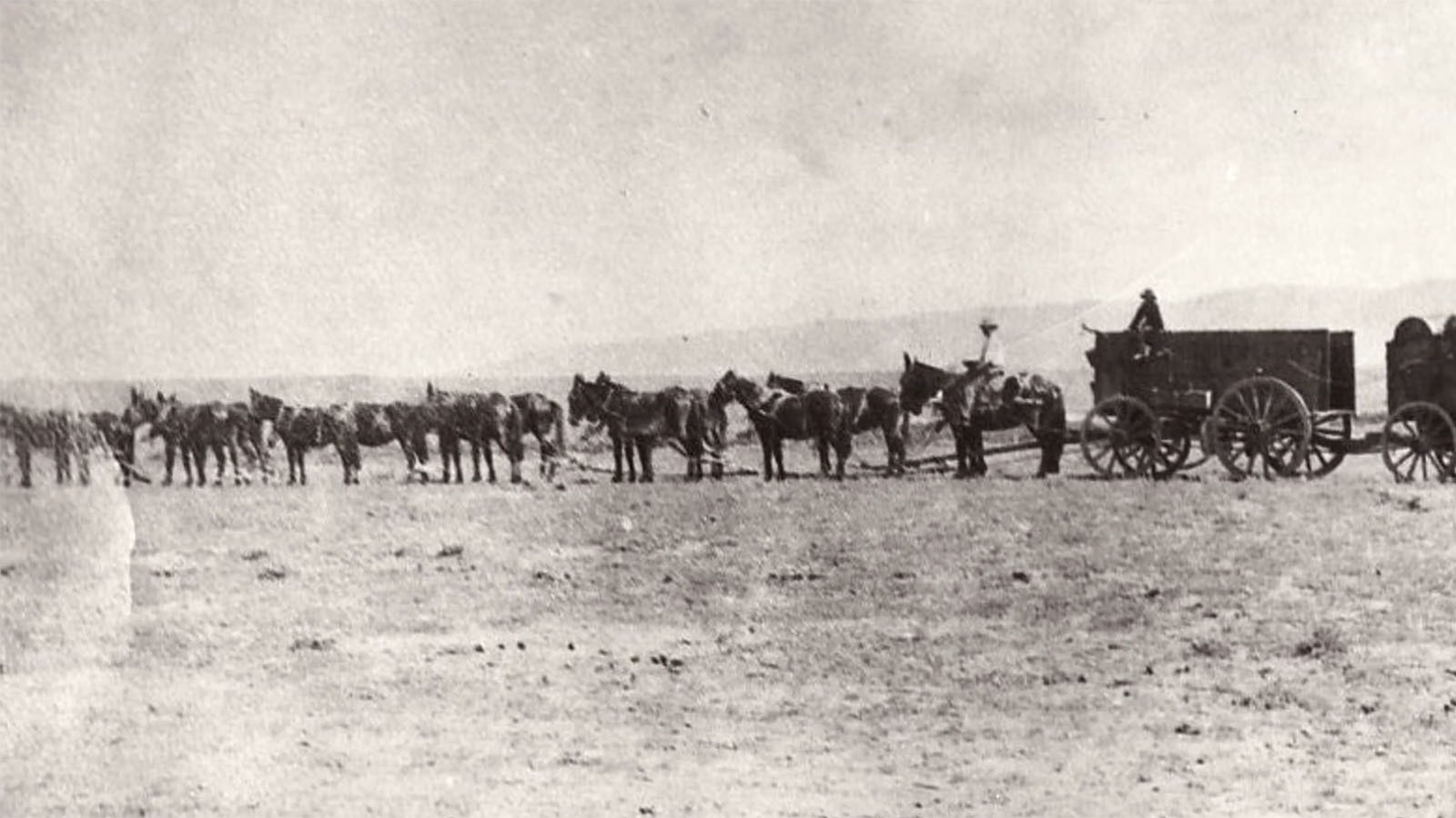 An early photo of Henry Johnson's famous 16-mule team, which would pull multiple wagons at a time.