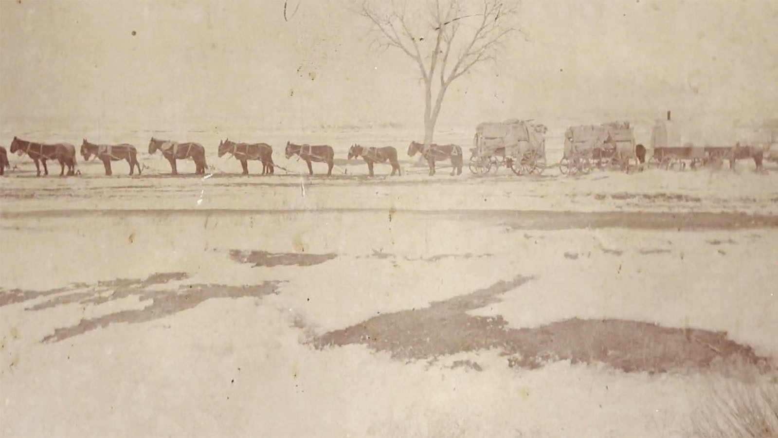An early photo of Henry Johnson's famous 16-mule team, which would pull multiple wagons at a time.