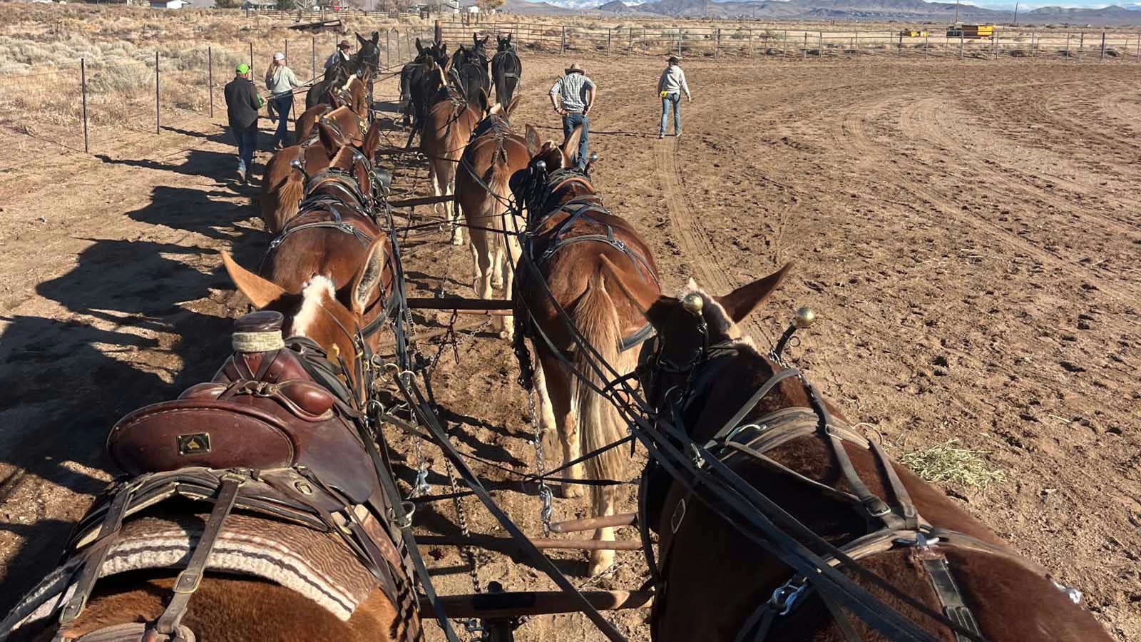 Teamster Rick Edney of Nevada is training 16 mules to pull several wagons to recreate the freight train that used to haul goods into the fledging town of Thermopolis, Wyoming in the late 1800s and early 1900s. He said that it is time consuming retraining his mules to a jerk line but is excited reenact the feats of Henry "16-Mule Team" Johnson.