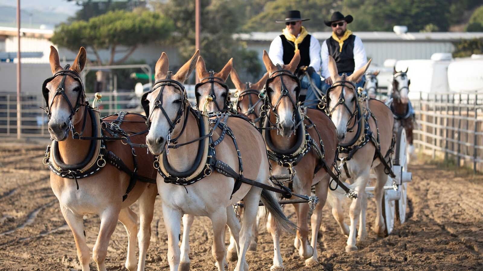 Teamster Rick Edney of Nevada is training mules to pull several wagons to recreate the freight train that used to haul goods into the fledging town of Thermopolis, Wyoming in the late 1800s and early 1900s. He said that it is time consuming retraining his mules to a jerk line but is excited reenact the feats of Henry "16-Mule Team" Johnson.  