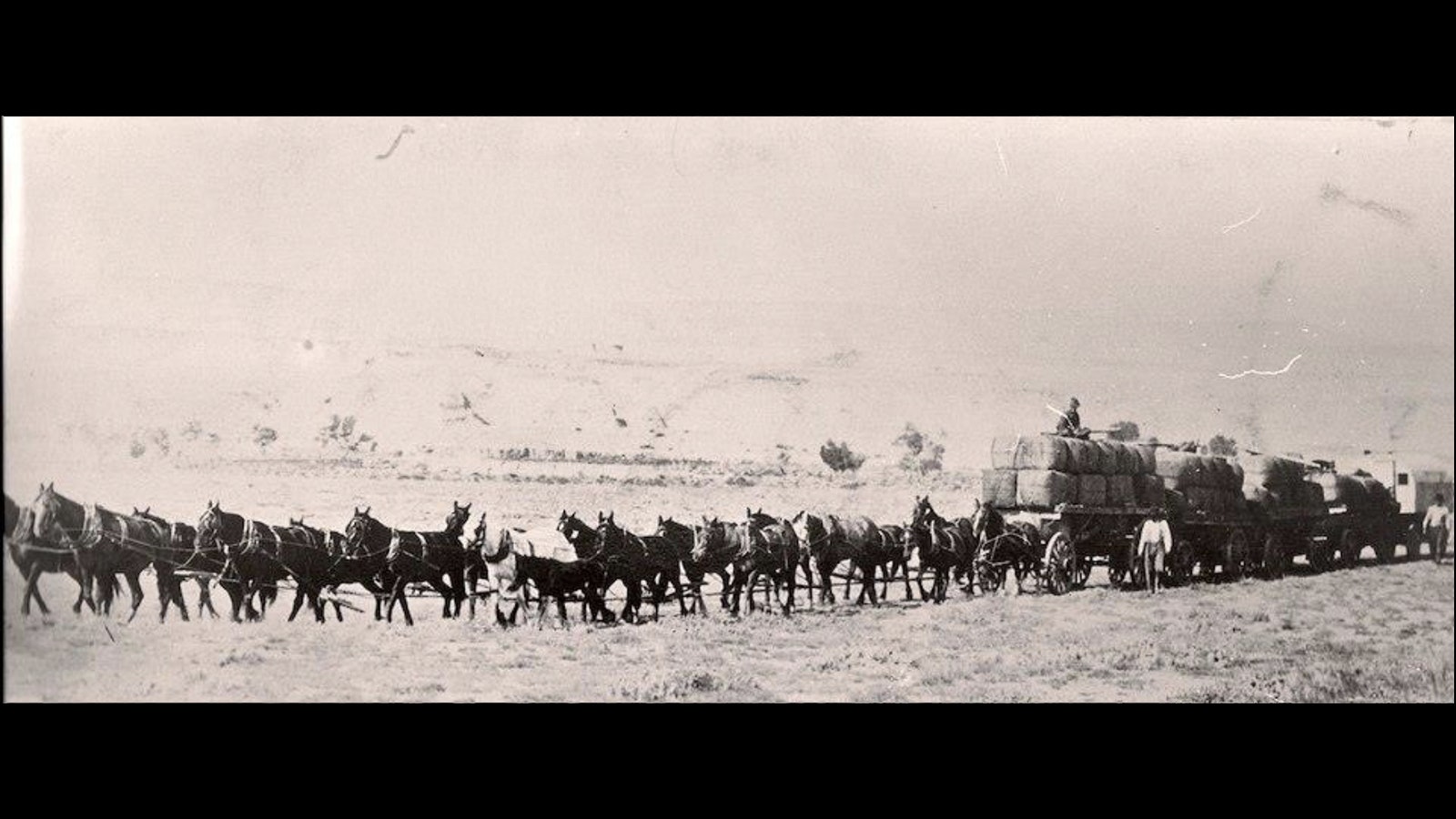 Henry “16-Mule Team” Johnson was not the only teamster to employ large teams of mule. This 20-mule team pulled wool to market for the L-U Ranch in the early 1900s.