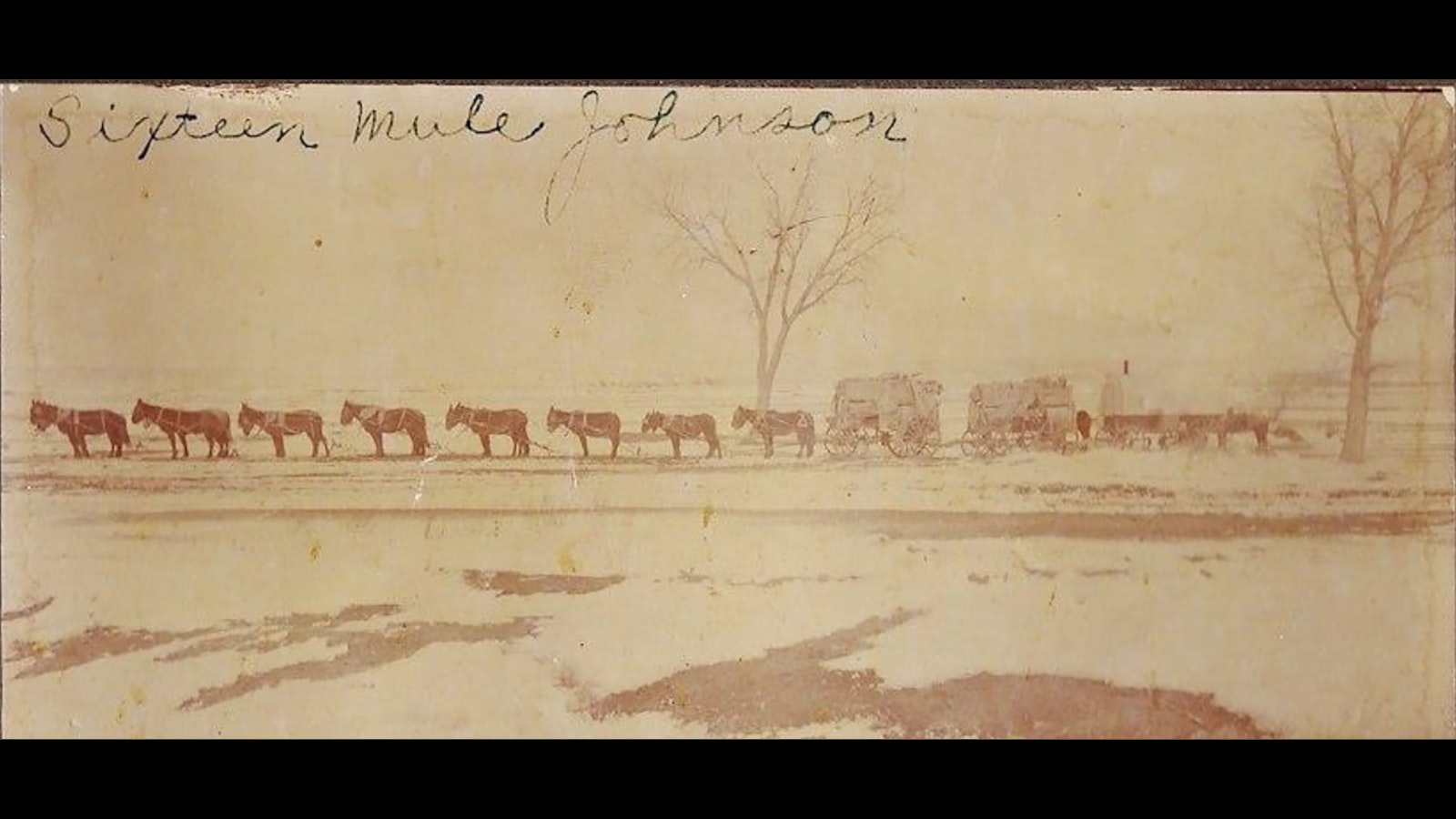 Henry “16-Mule Team” Johnson hauled loads of freight between Casper and Thermopolis in the late 1800s and early 1900s for the Higgins and McGrath store. When the new town of Thermopolis was being laid out, Johnson reportedly asked Martin McGrath to plot out wide streets so that he could easily turn his mules around more easily in the street.