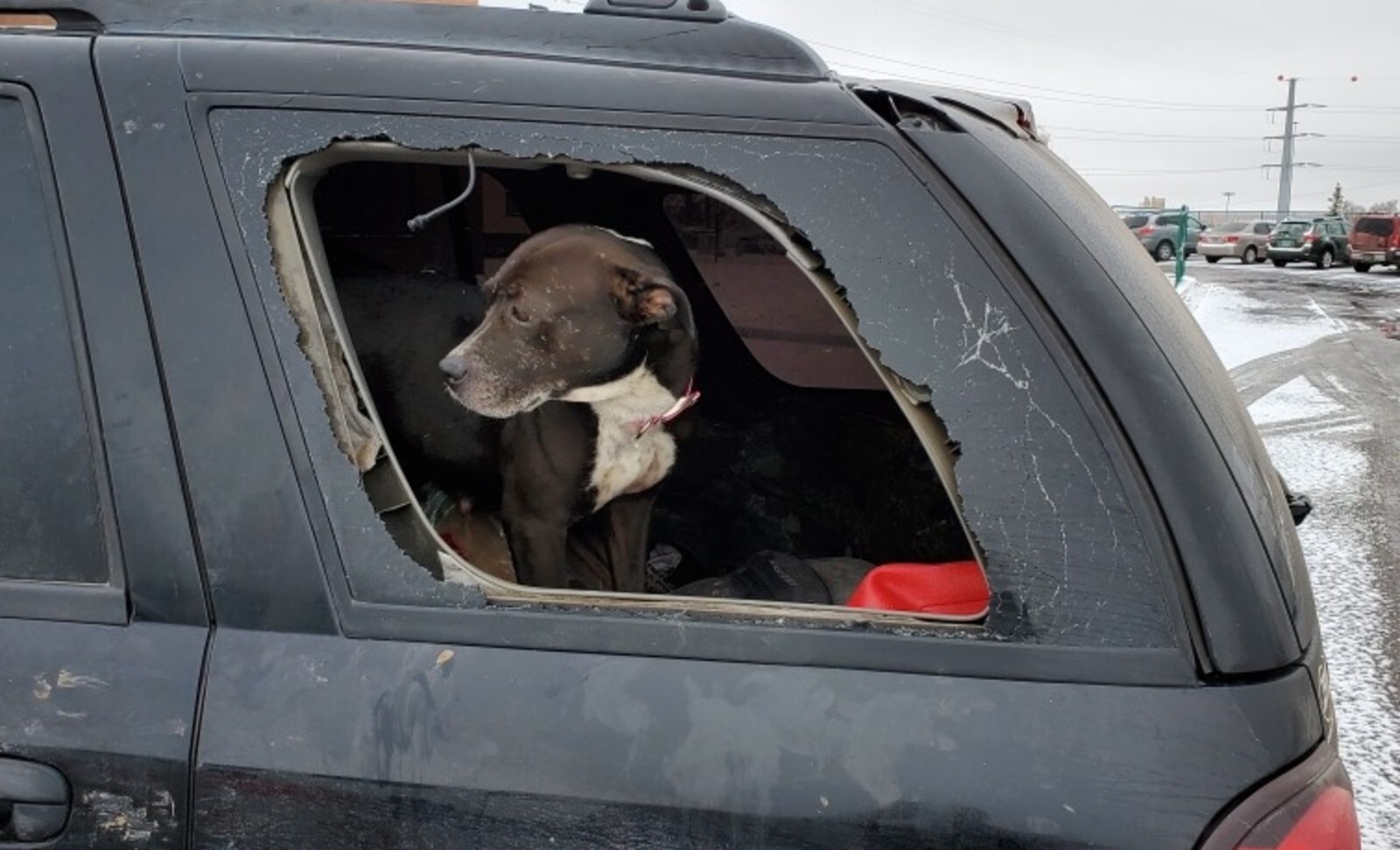 172795779 10157679816581277 6648248326689132109 n 1