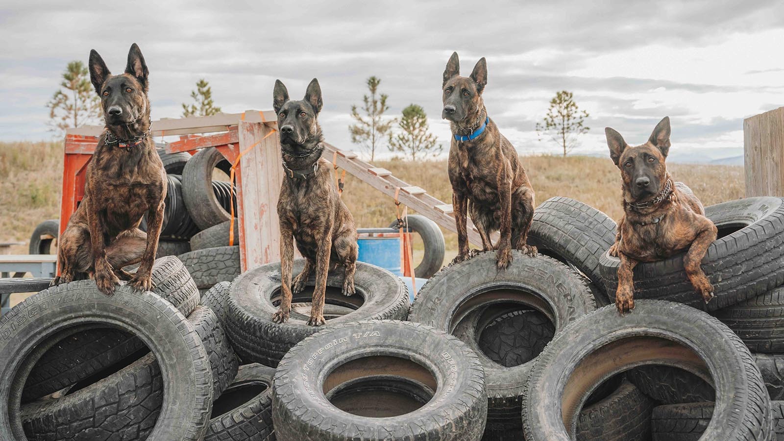 Kim Greene, founder of Svalinn, got her start in Kenya before moving operations to Teton County, Wyoming. She’s now based outside of Livingston, Montana, and sells her trained dogs for $175,000 each.