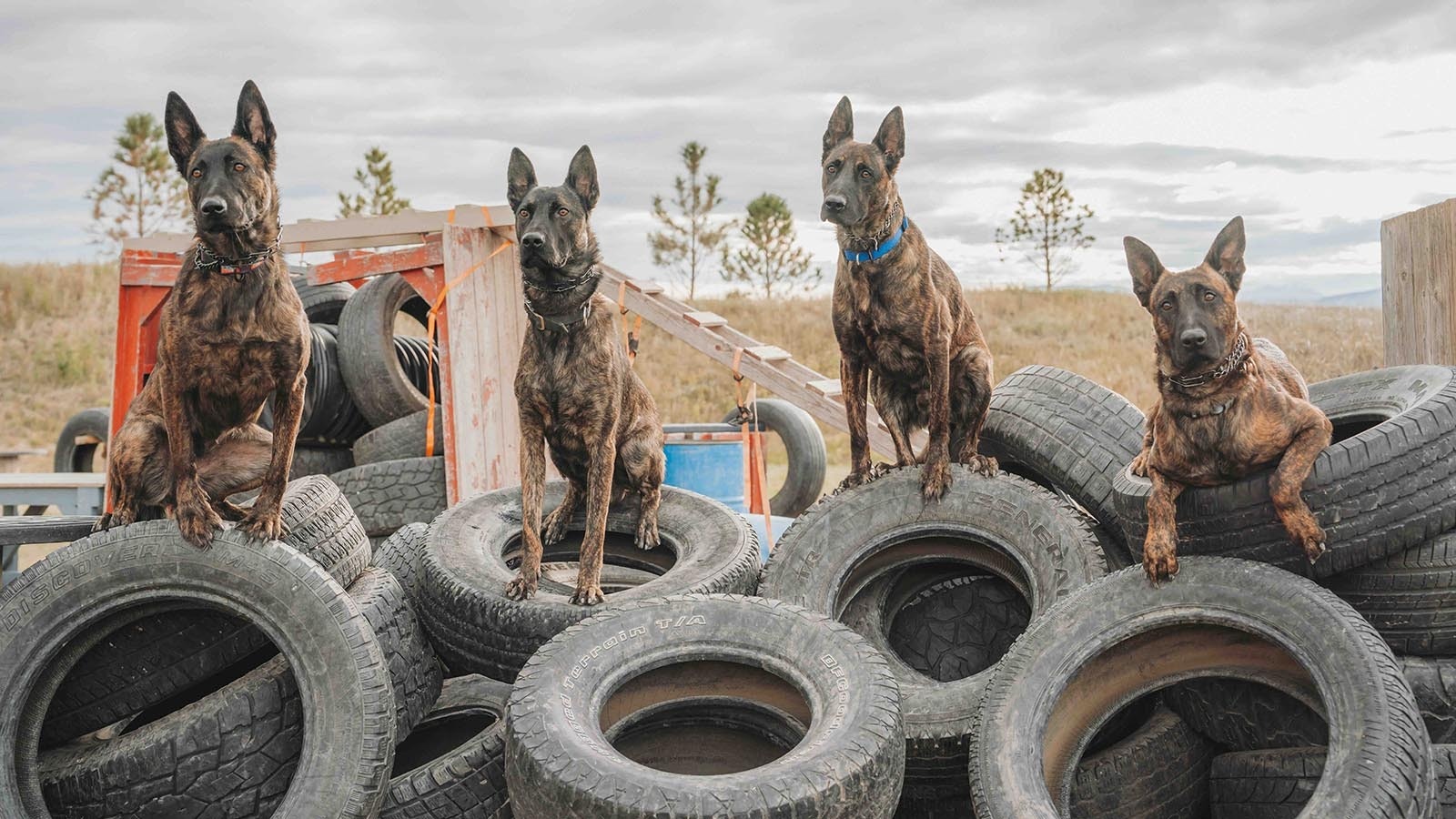Kim Greene, founder of Svalinn, got her start in Kenya before moving operations to Teton County, Wyoming. She’s now based outside of Livingston, Montana, and sells her trained dogs for $175,000 each.