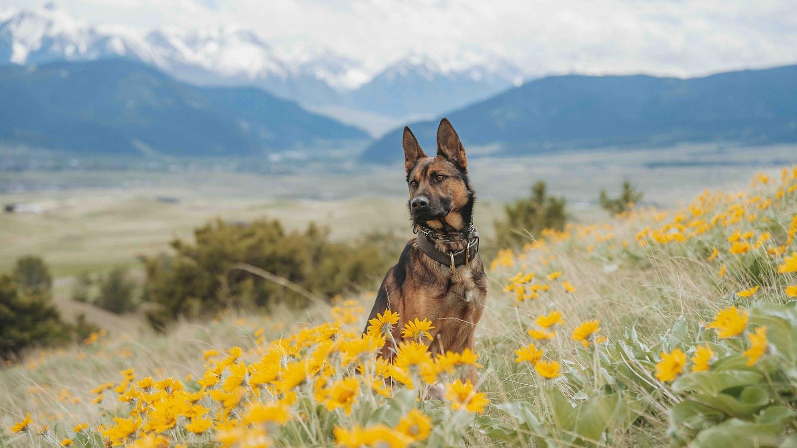 Kim Greene, founder of Svalinn, got her start in Kenya before moving operations to Teton County, Wyoming. She’s now based outside of Livingston, Montana.