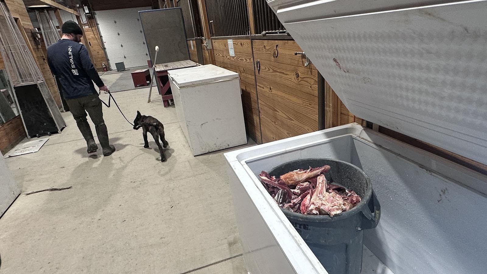 Svalinn trainer Indi Dubay works with a four-month-old pup named Cayenne, and shows off the bite suit room and fresh meat donated by a local butcher.
