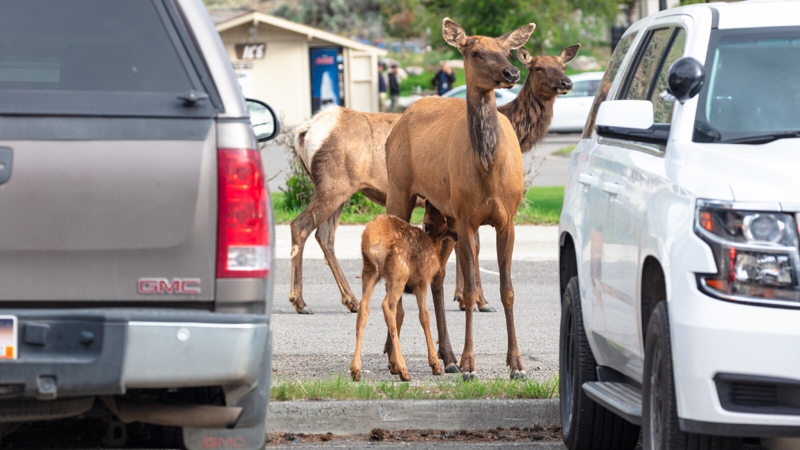 183735646 4626174230731228 5478295858746691297 n 1