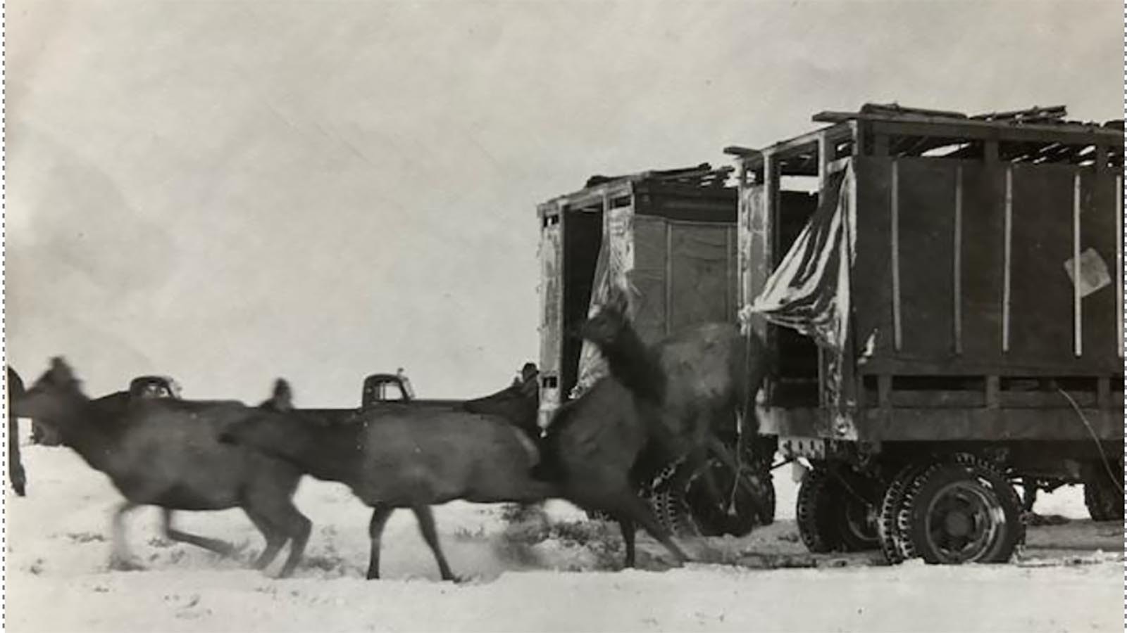 Jim Harrower reintroducing elk on the Red Desert and creating what is now known as the Red Desert or Jack Morrow herd. This is now reported as the largest herd of “desert” elk in the world.