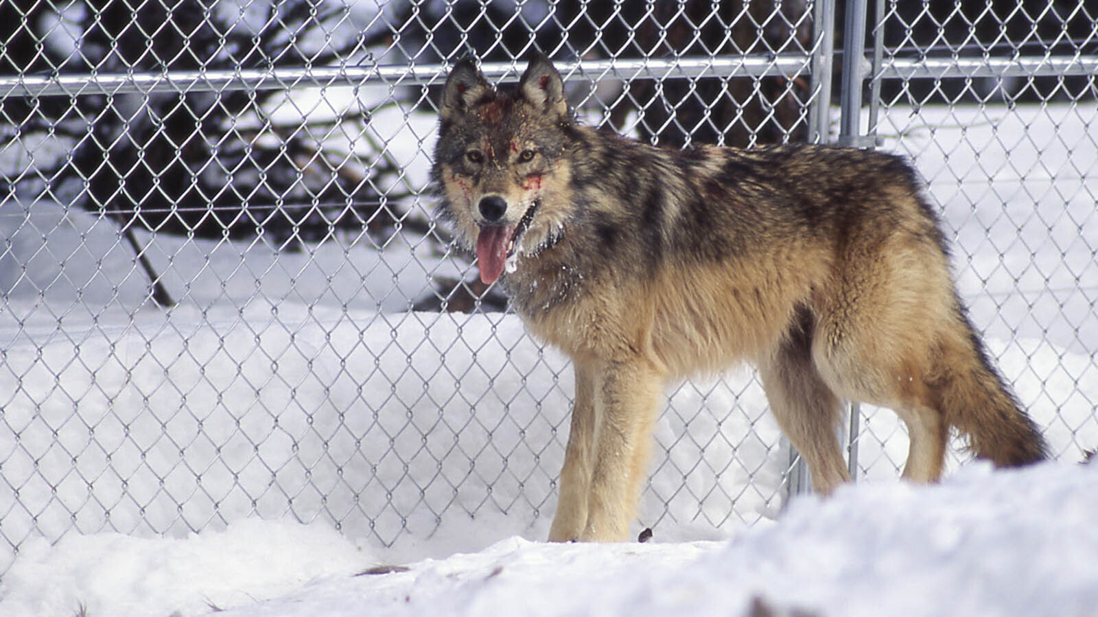 A wolf waits in a holding pen in 1995, the year wolves were released for reintroduction into Yellowstone National Park.