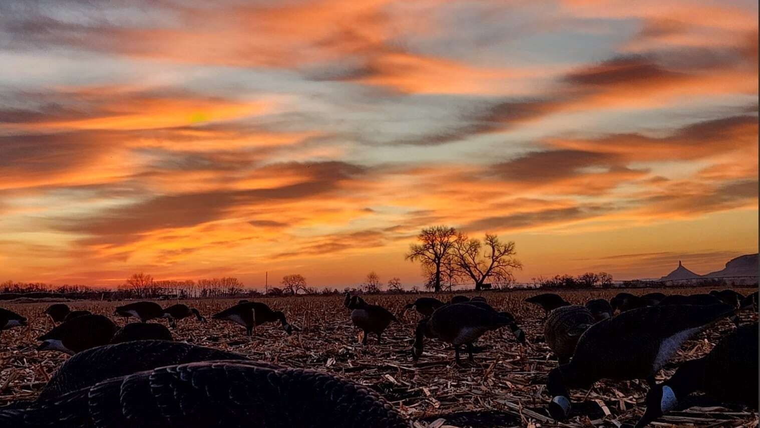 "Sunrise over goose decoys! Sunrise east of Torrington, waiting for shooting light."