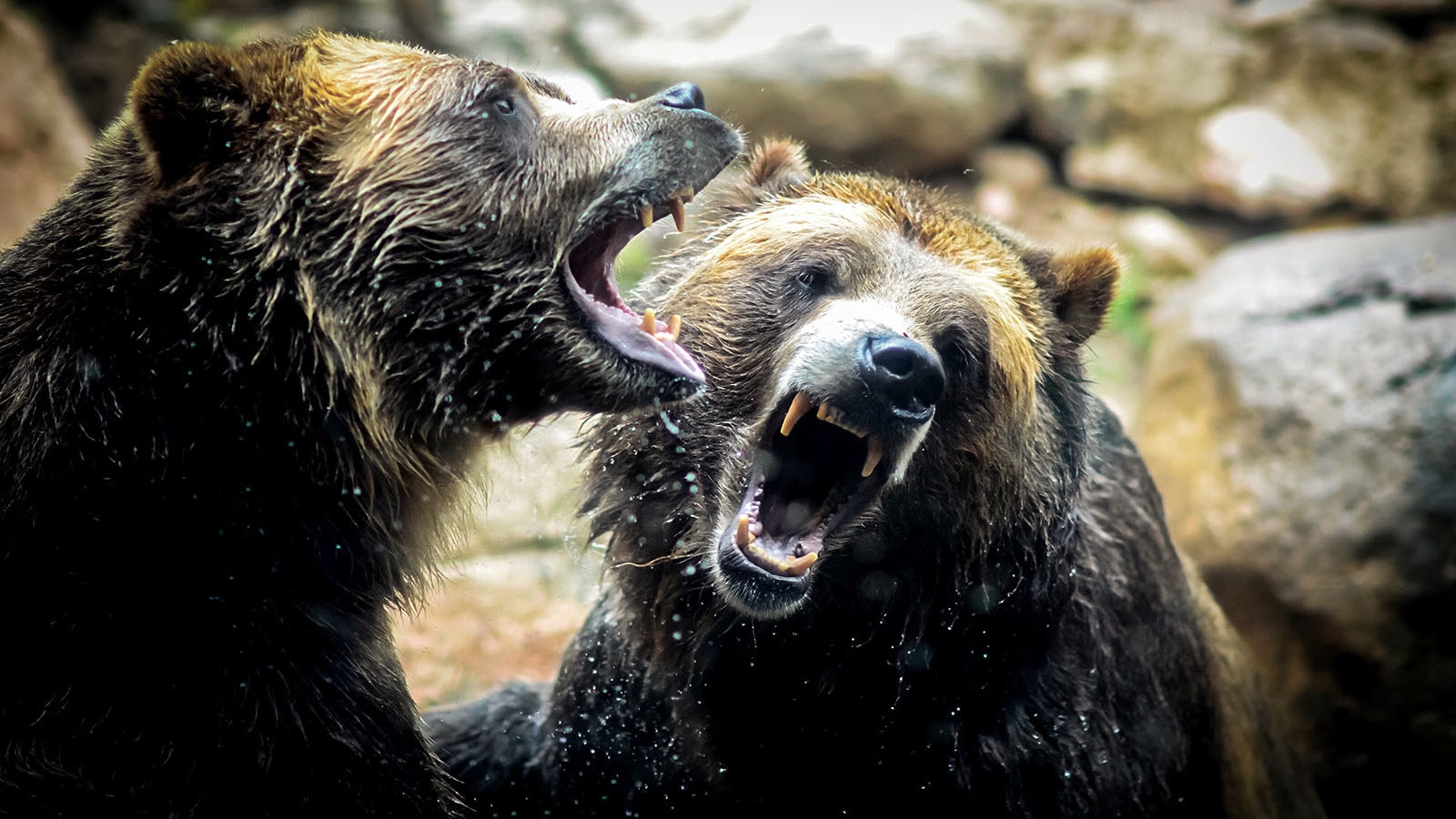 2 mad grizzly bears 10 27 22