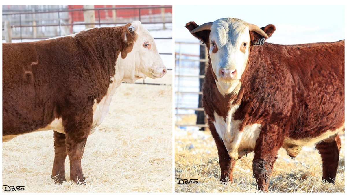 For Pair Of Bulls That Sold For $100K Each, It’s All About The Semen ...