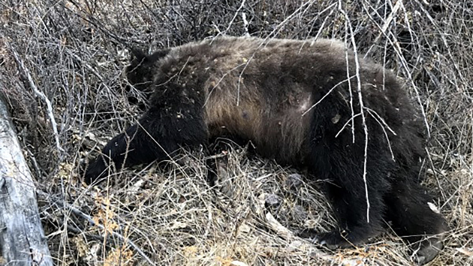 Hunting and fishing guide Ryan Aune of Cody shot and killed this grizzly bear when it charged him near the Clark’s Fork River in 2019. Investigators deemed the shooting justified self-defense, but Aune said killing the bear saddened him.