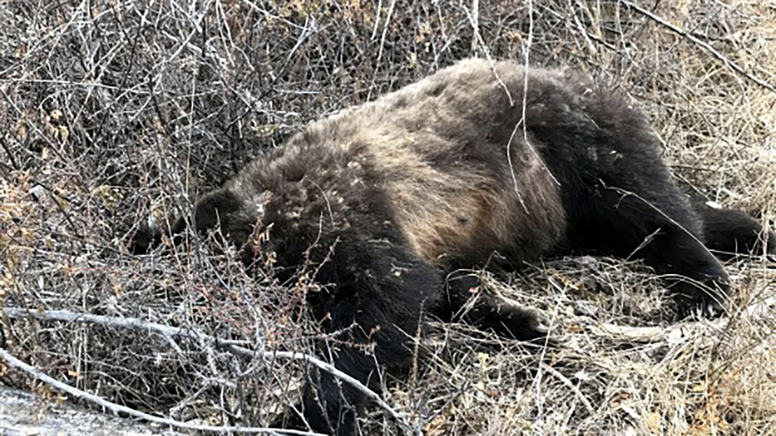 Hunting and fishing guide Ryan Aune of Cody shot and killed this grizzly bear when it charged him near the Clark’s Fork River in 2019. Investigators deemed the shooting justified self-defense, but Aune said killing the bear saddened him.