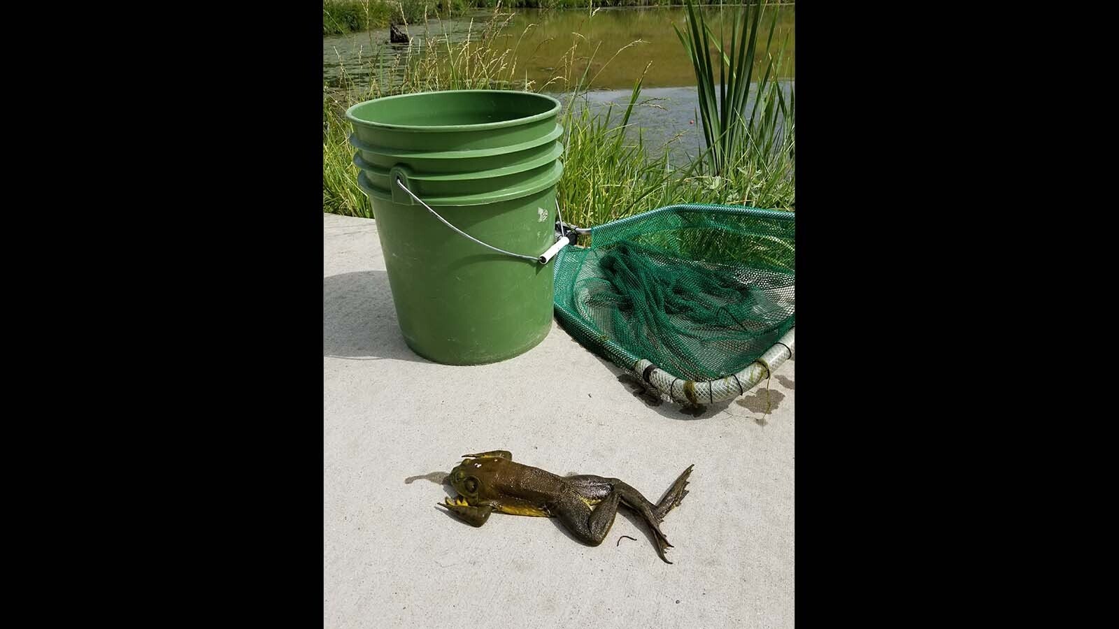 An adult bullfrog that was removed from Sam Mavrakis Pond in Sheridan in 2019.
