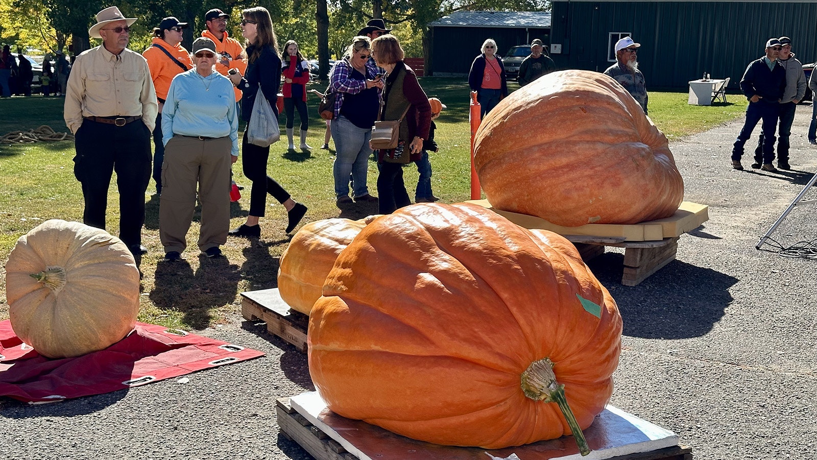 People gawk at the huge pumpkins in Worland for the 2023 Wyoming State Pumpkin Championship.