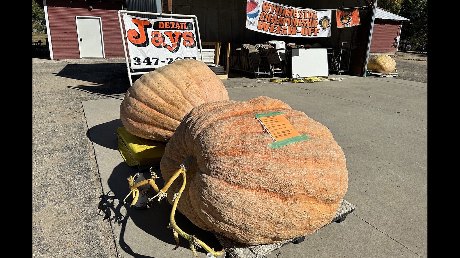 Two of the largest pumpkins grown in Wyoming this year.