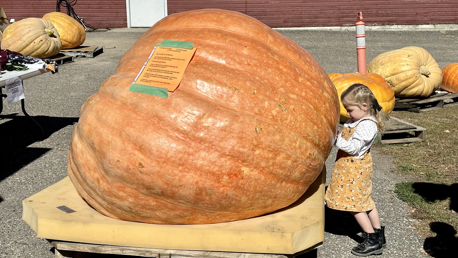 Huge pumpkin, tiny kid.