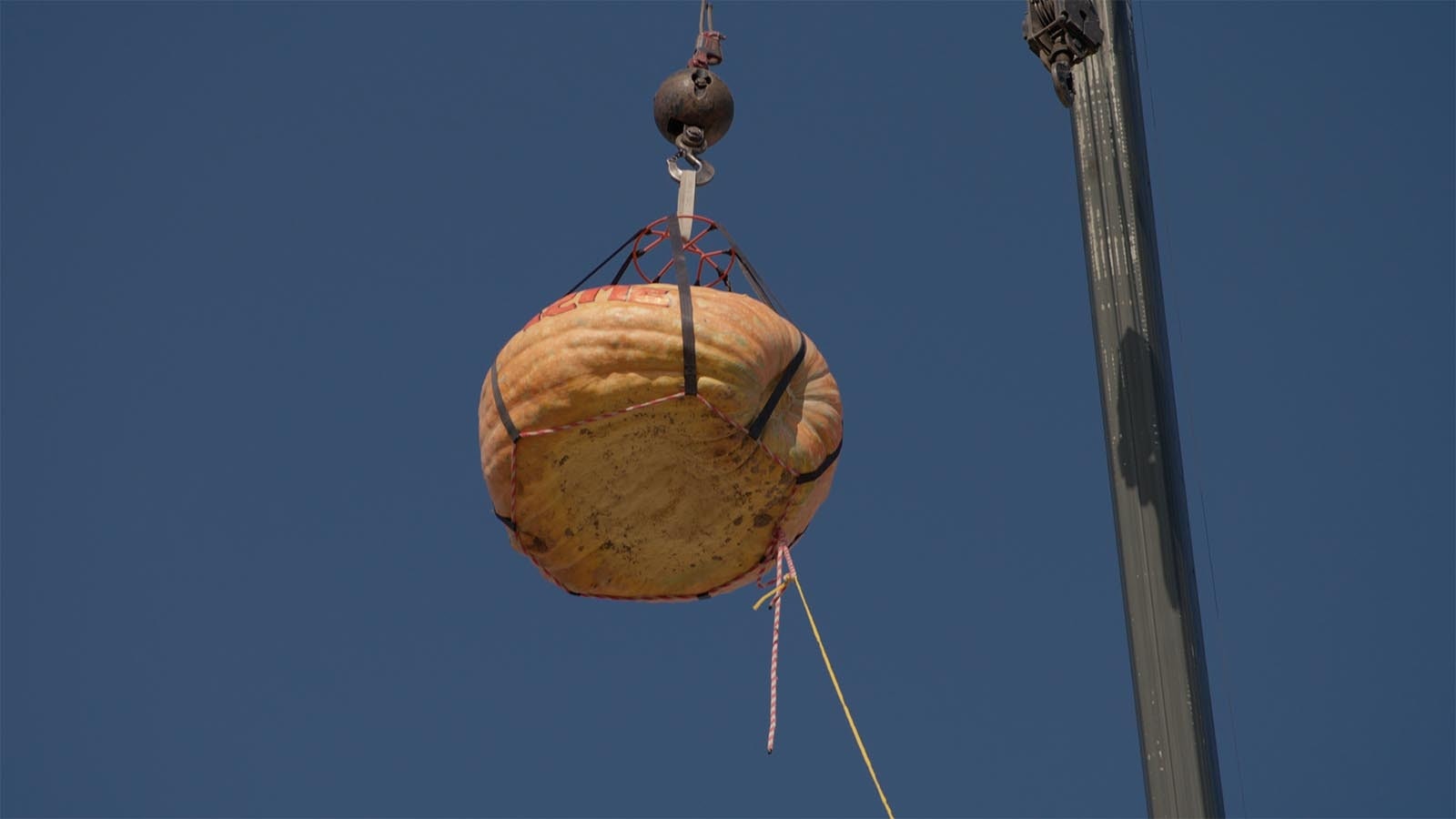 A 1,285-pound pumpkin is raised by a crane in preparation to be dropped on a cutout of Wile E. Coyote on Oct. 5, 2024.