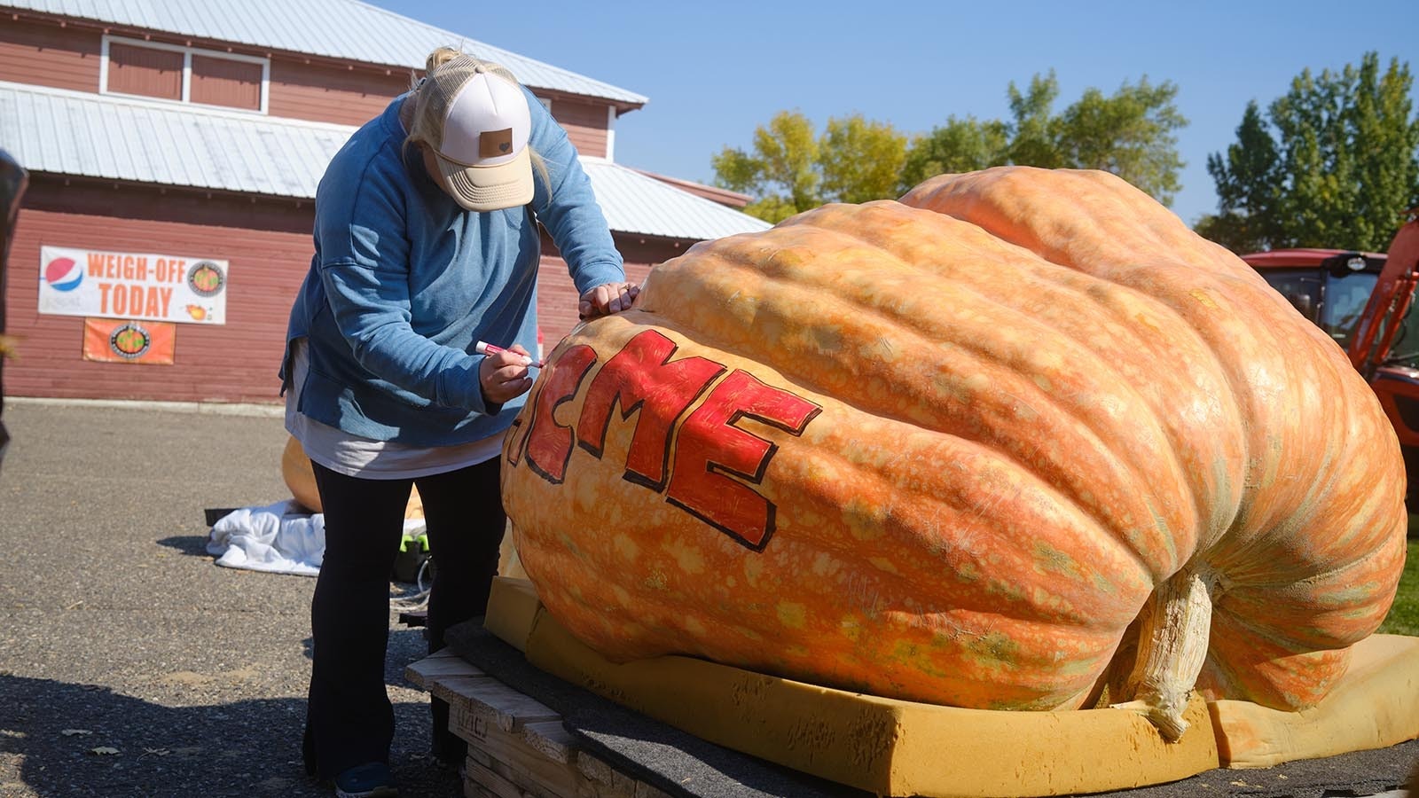 A volunteer writes “Acme” on a 1,285-pound pumpkin on Oct. 5, 2024. The signature is a nod to the 2024 Wyoming State Pumpkin Weigh-Off's main event, which dropped a pumpkin from a crane and smashed a cut out of Looney Tunes character Wile E. Coyote.