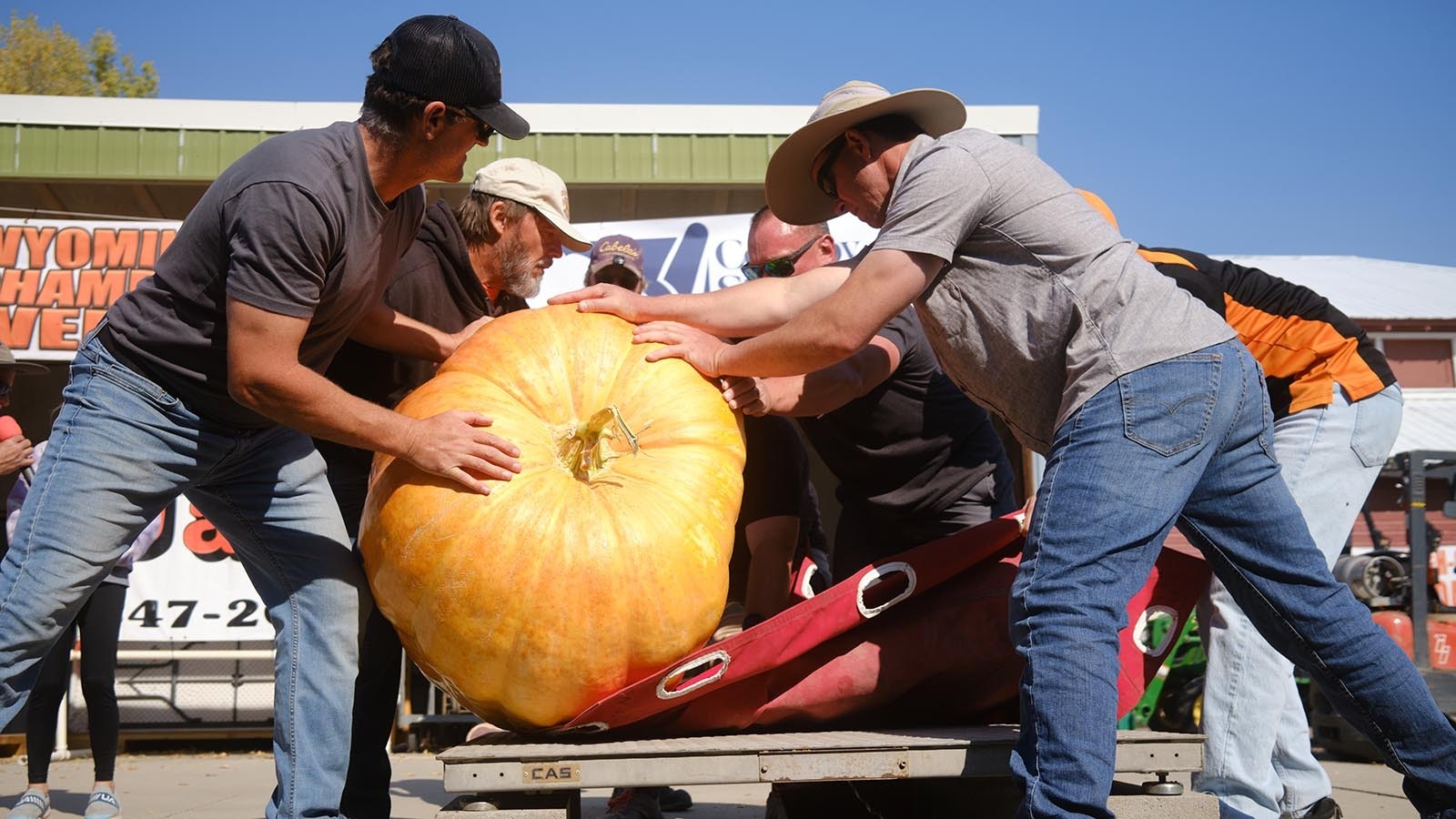 Volunteers gently set a giant pumpkin down on a scale certified by the Great Pumpkin Commonwealth at the 2024 Wyoming State Pumpkin Weigh-Off Crowd on Oct. 5, 2024.