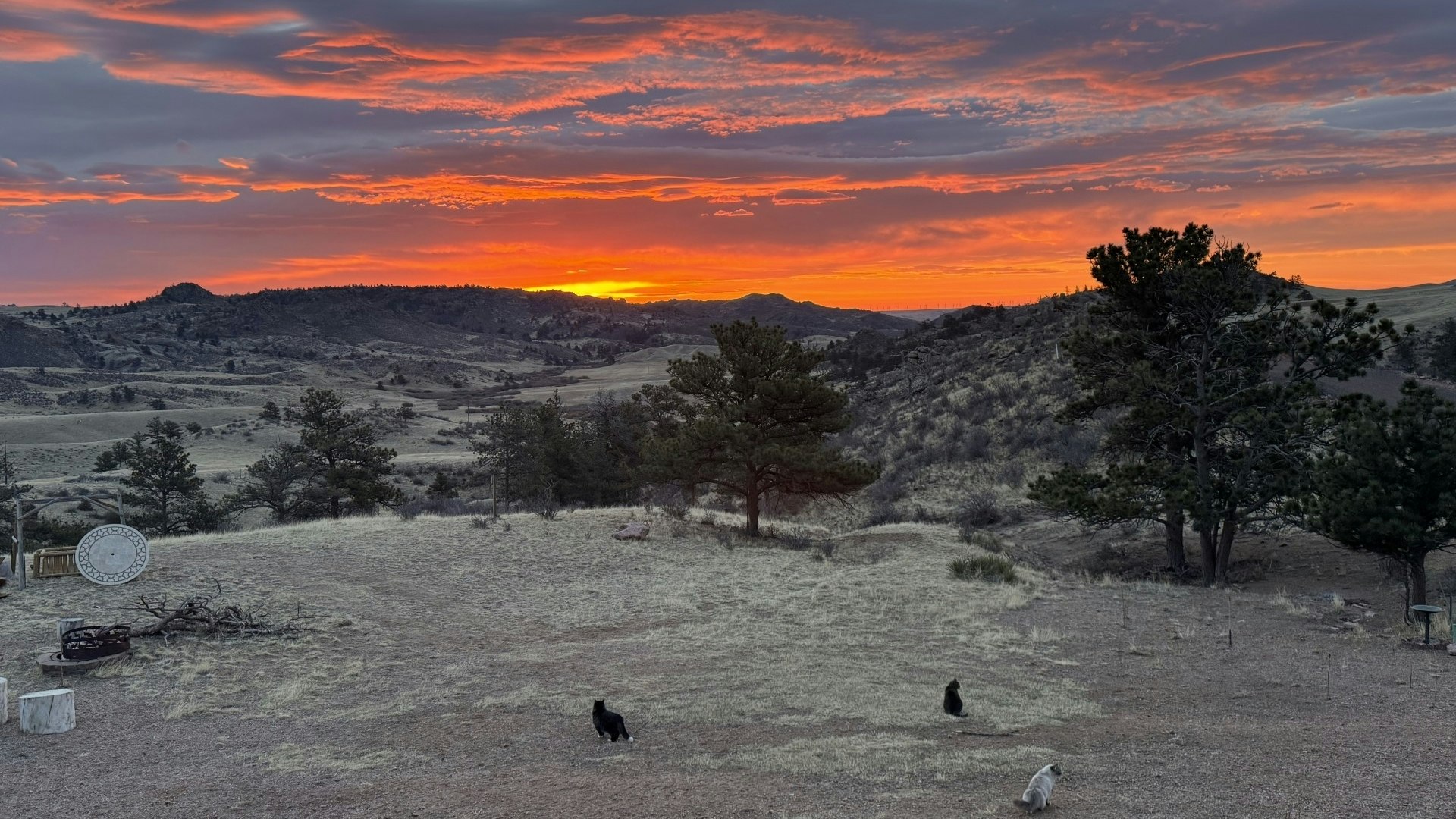 "I let my cats out to enjoy the warmer temperatures this morning. They didn’t admire the beautiful sunrise like I did!" Near Cheyenne, WY