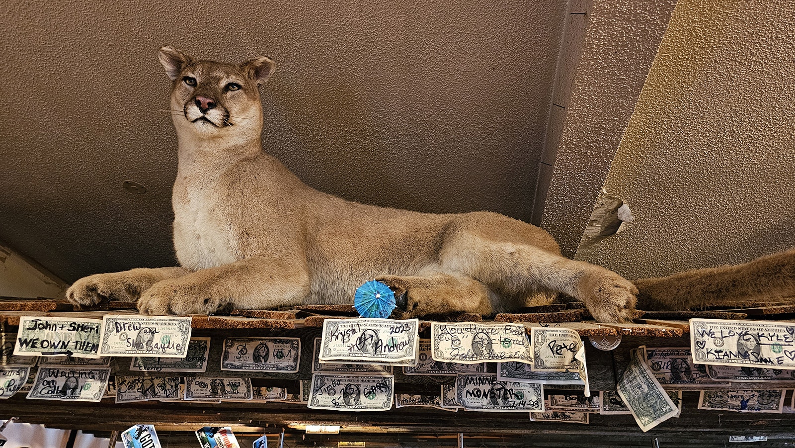 A mountain lion keeps an eye on all the dollar bill messages.