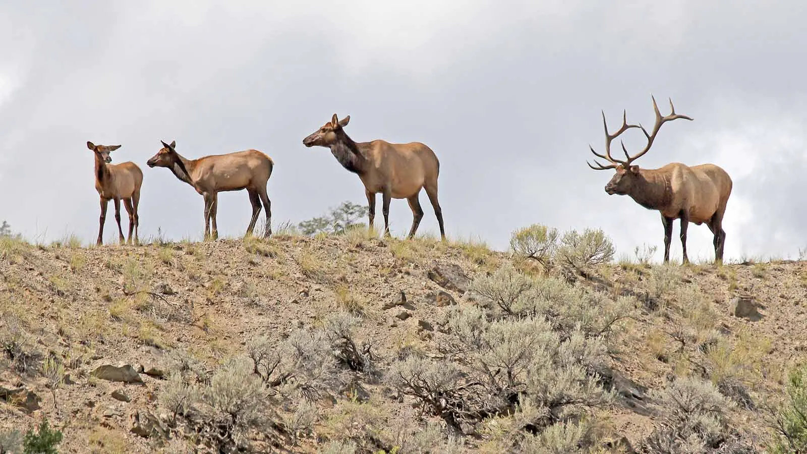 A group of cow elk with a bull in Wyoming.