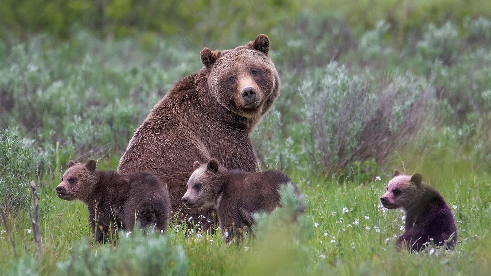 Grizzly 399 Cremated, Ashes Scattered In Pilgrim Creek Area Of Grand ...