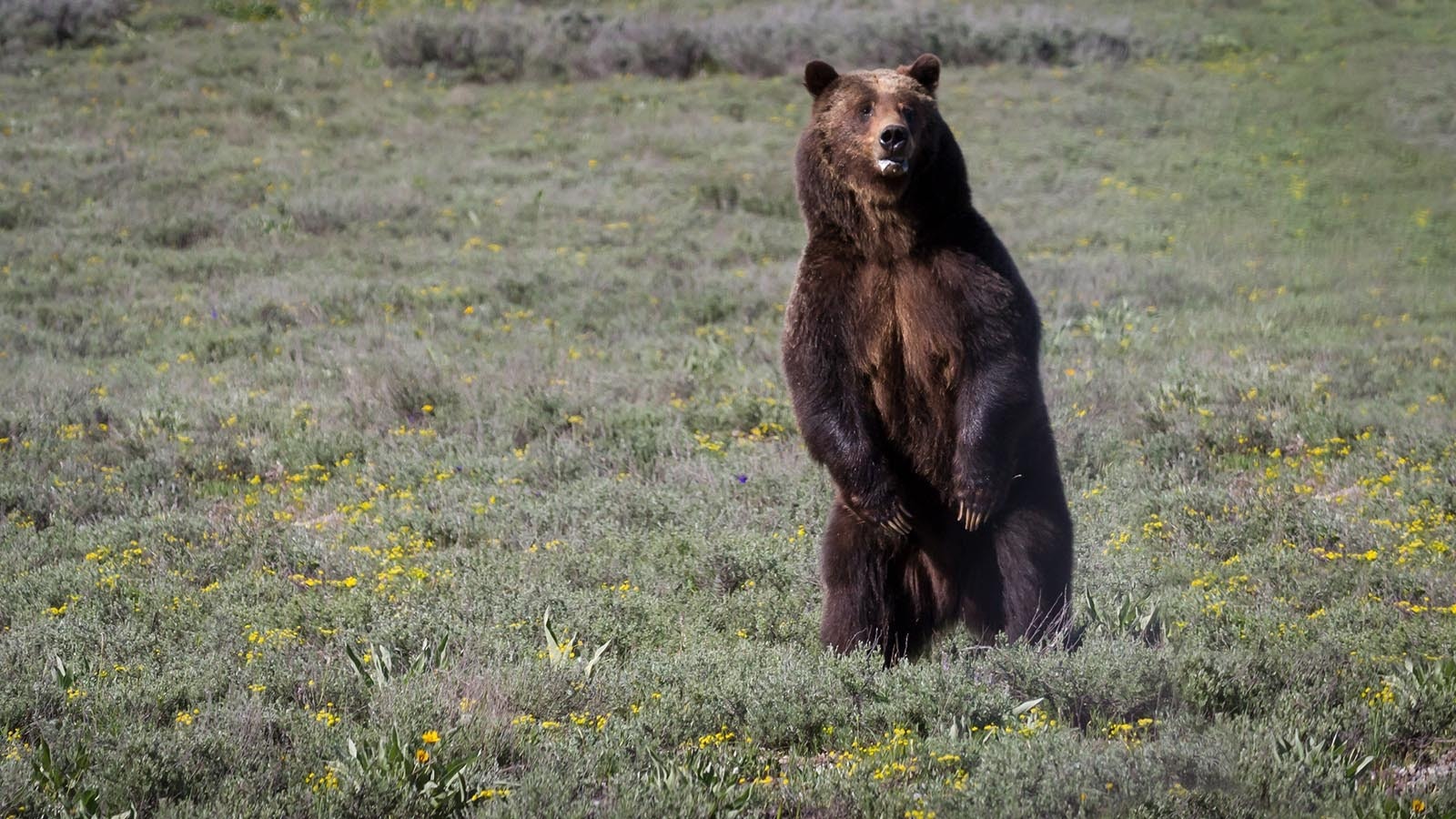 Grizzly 399 stands up in a sagebrush meadow to look for a cub in this undated photo.