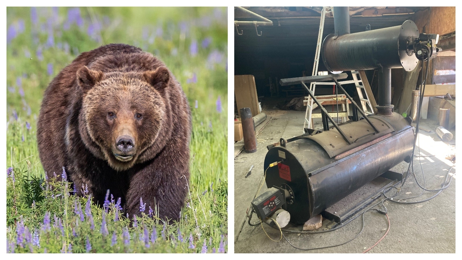 Could Grizzly 399 be cremated, if that's what's determined to be done with her body? Absolutely, says Paul Davis, owner of Yellowstone Pet Cremations in Powell, Wyoming. He's cremated animals of all sizes, including horses. Above is 399 and a crematorium apparatus at Davis' operation.