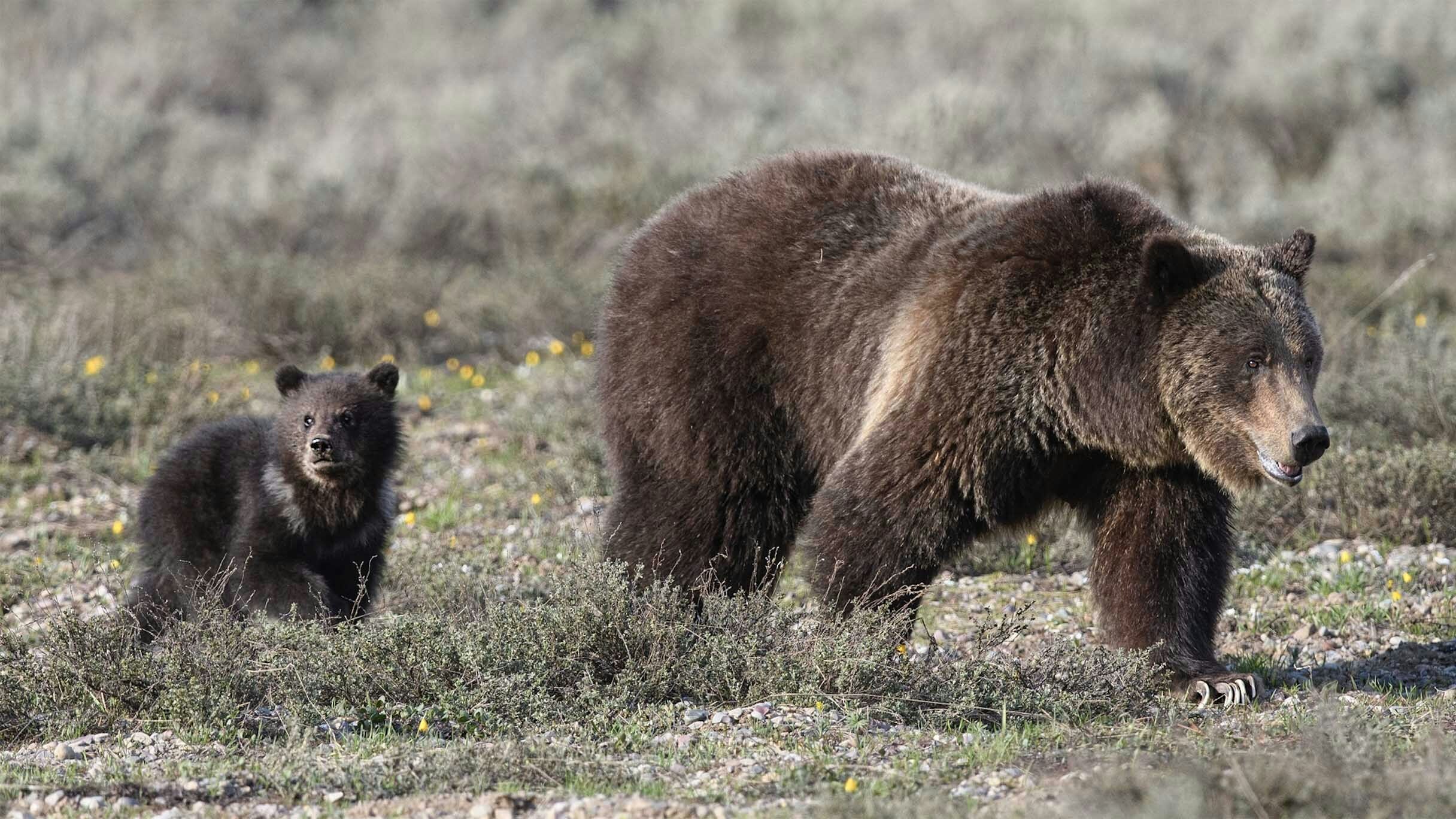 Grizzly 399 and her 2023 cub were spotted for the first time this year May 16. (Photo is owned by Jorn Vangoidtsenhoven and may not be reproduced)