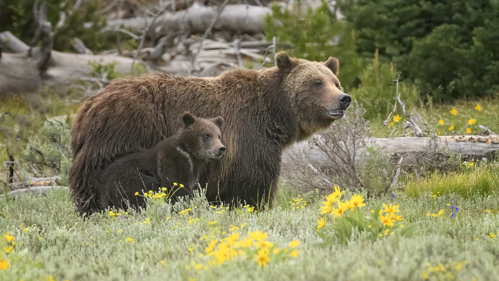 Grizzly 399 and her cub Spirit are doing well, taking advantage of lush foliage, hunters’ elk gut piles and other bear delicacies as they fatten up for winter hibernation.