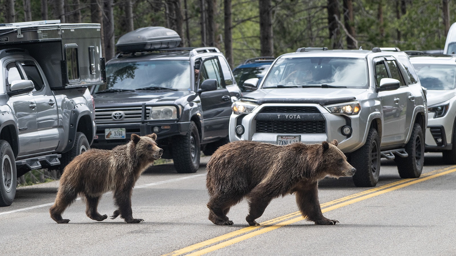 Grizzly 399 and her cub Spirit have caused some “bear jams” on the roads in Grand Teton National Park.