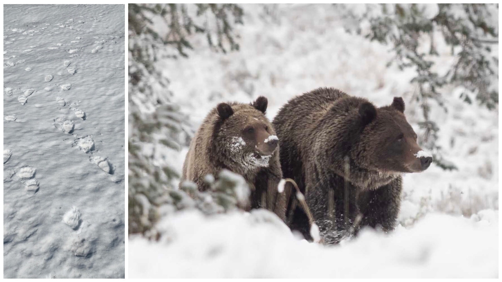 Longtime Wyoming wildlife photographer Jorn Vangoidtsenhoven talked to someone who saw Grizzly 399 and her cub Sunday, and photographed their tracks Monday morning. The photo of 399 and Spirit here is from last fall.