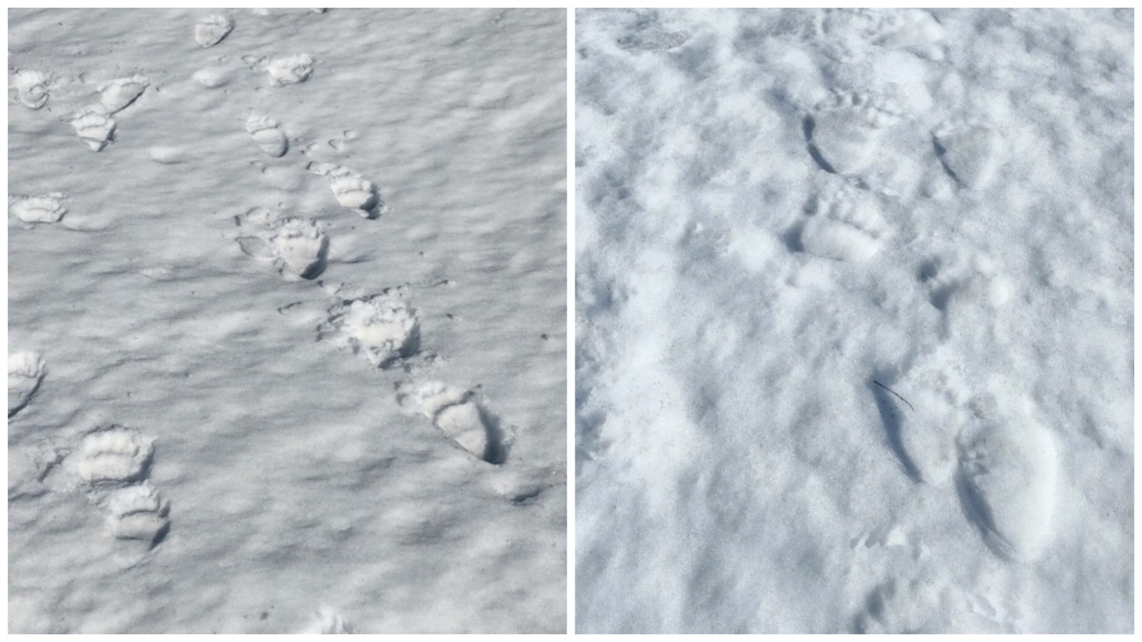 Longtime Wyoming wildlife photographer Jorn Vangoidtsenhoven talked to someone who saw Grizzly 399 and her cub Sunday, and photographed their tracks Monday morning.