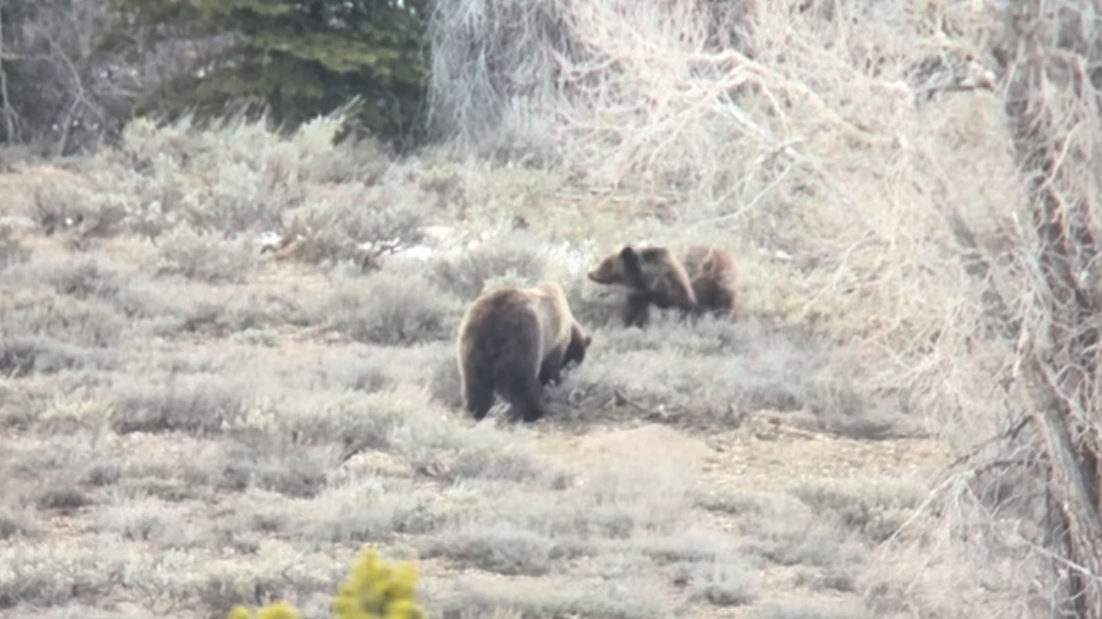 A screen capture of a video taken late Tuesday of Wyoming’s Grizzly 399 and her gigantic cub, who appear to be doing well.
