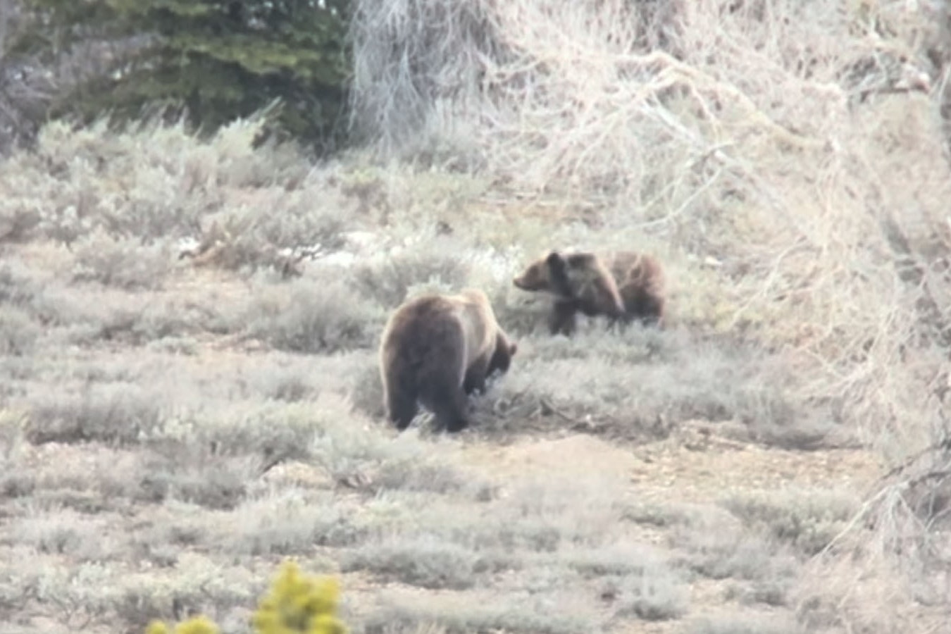 A screen capture of a video taken late Tuesday of Wyoming’s Grizzly 399 and her gigantic cub, who appear to be doing well.