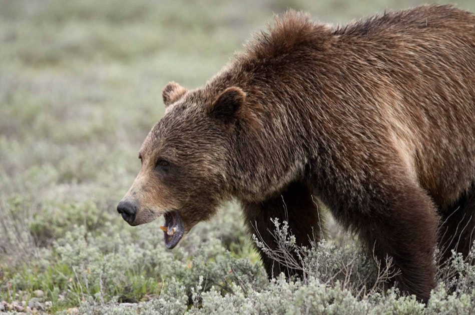 Where Is Grizzly 399? Famous Bear Who Hasn't Been Seen In Over A Month May  Have “Eloped”