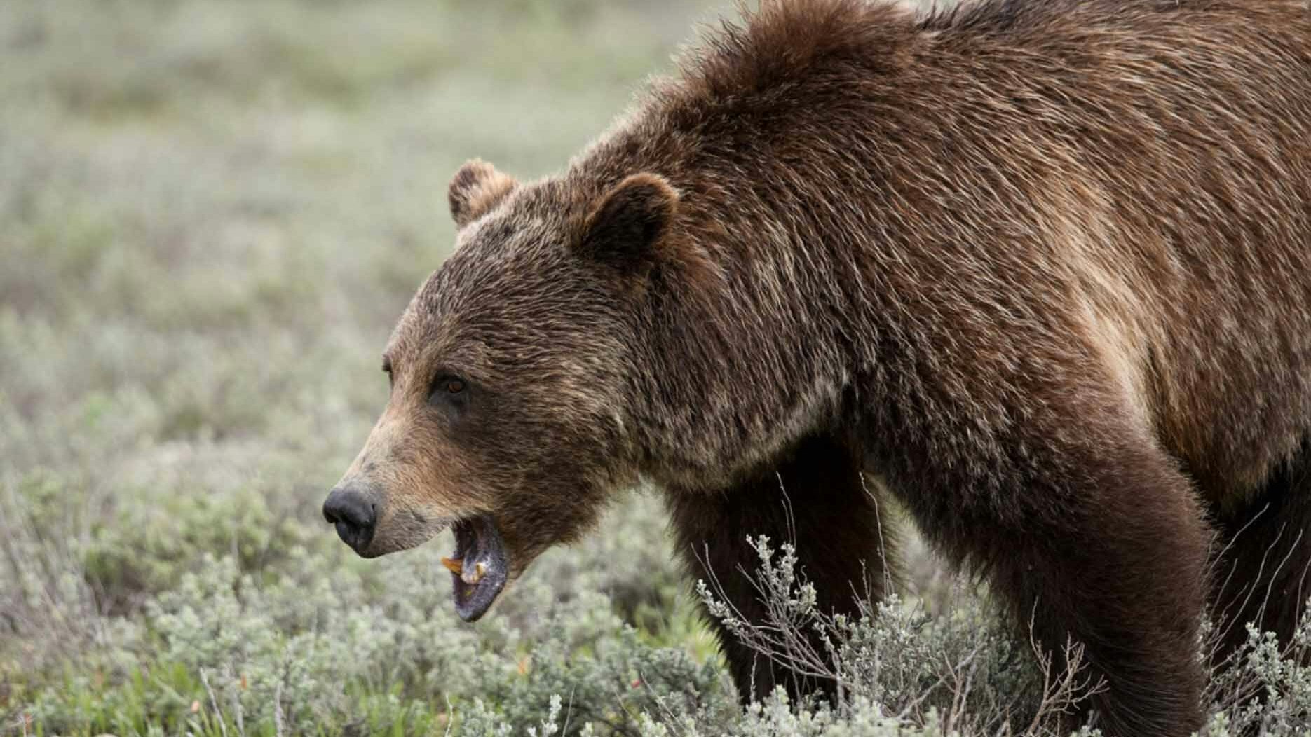 399 closeup 2 6 17 22