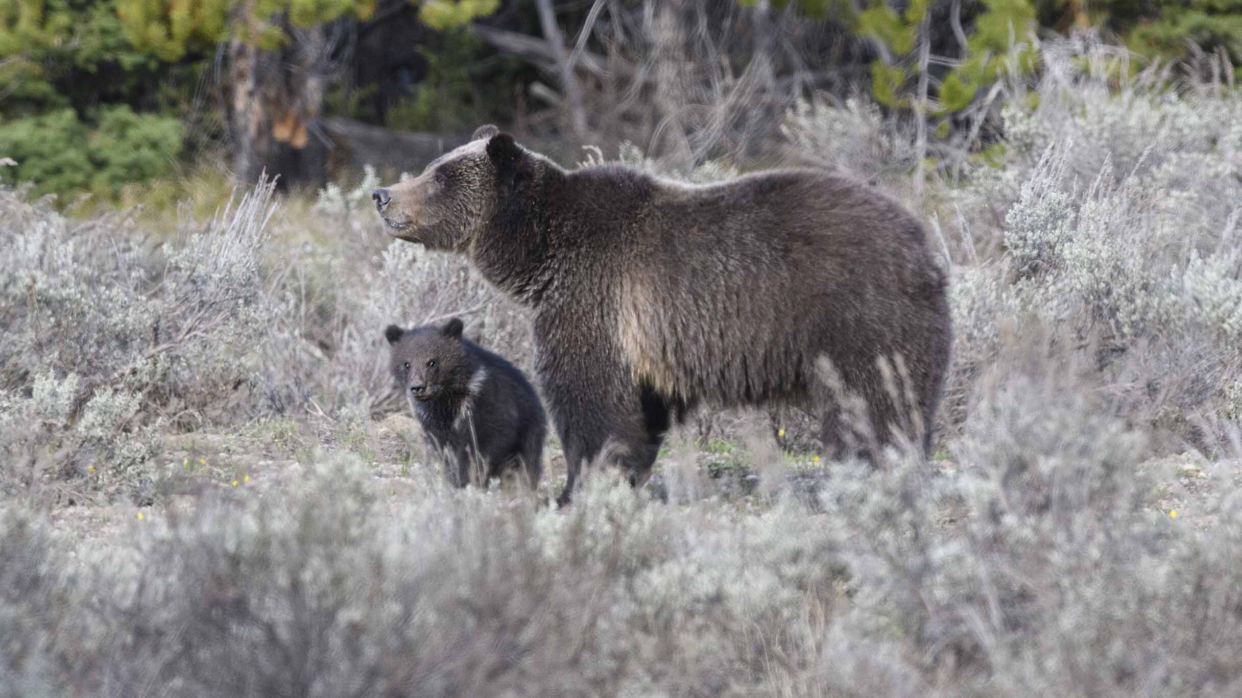 Famed Wyoming Grizzly Cub Jam Separates From Mom Raspberry; 399’s New ...