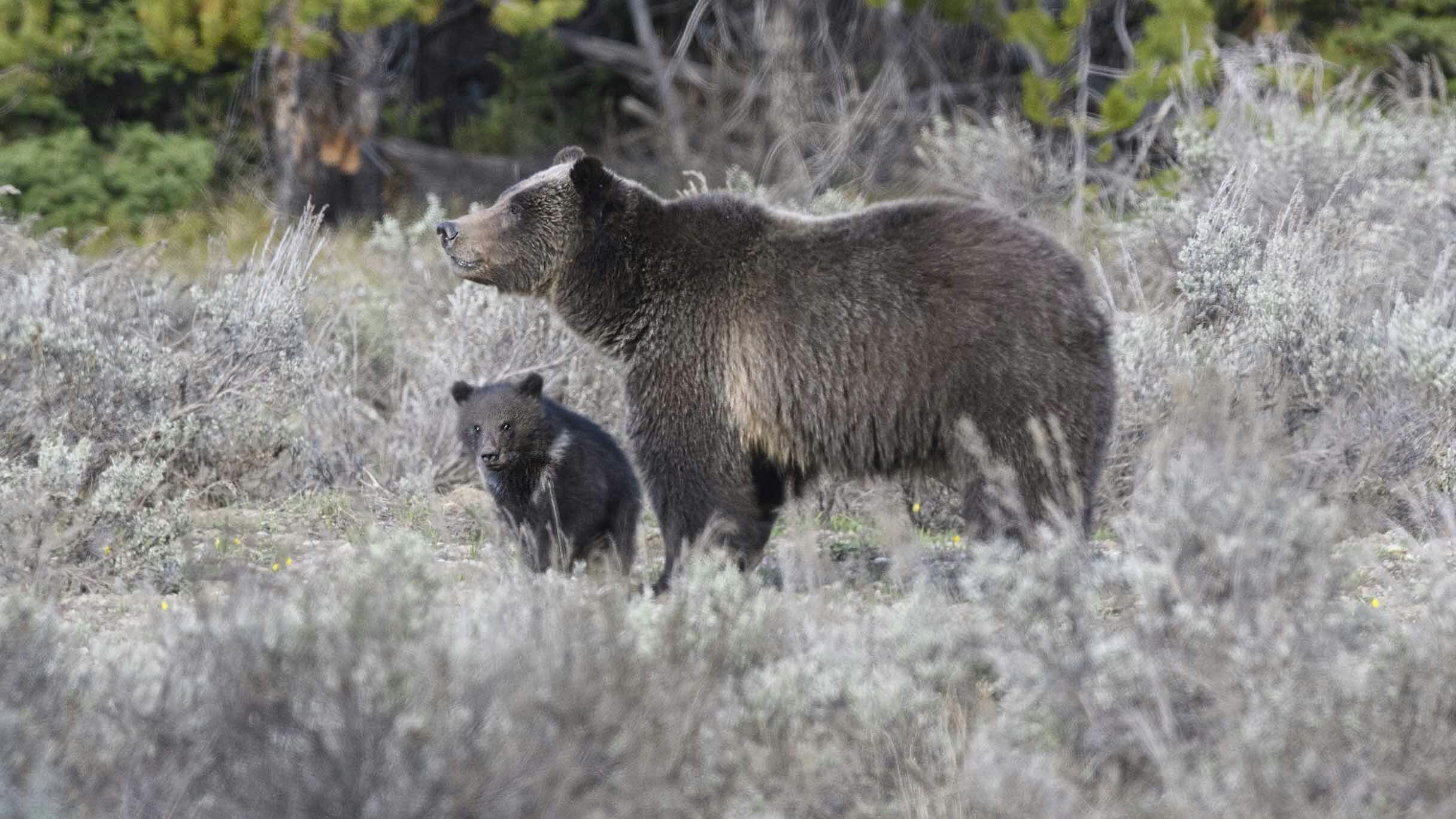 Grizzly 399 and her 2023 cub. (Photo is owned by Jorn Vangoidtsenhoven and may not be reproduced)